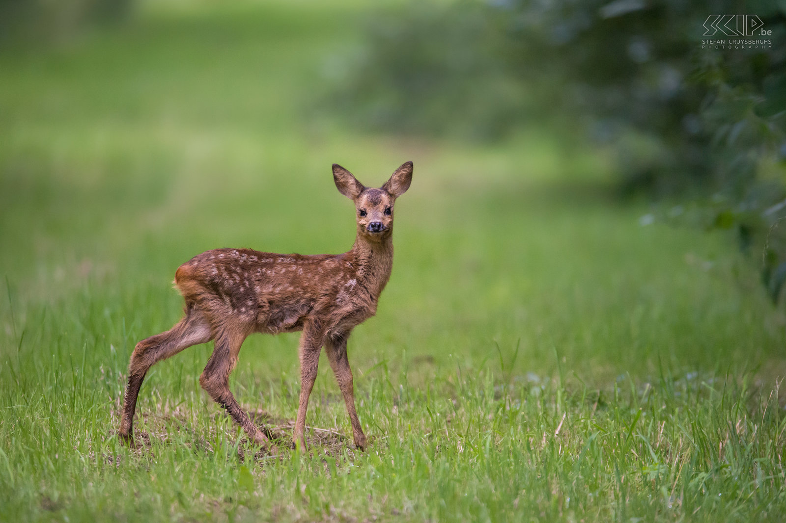 Juvenile roe deer Another juvenileroe deer scares when I walk nearby and then disappears quickly into the scrub. Stefan Cruysberghs